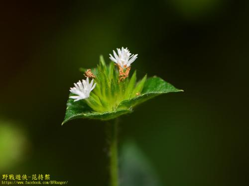 地膽草