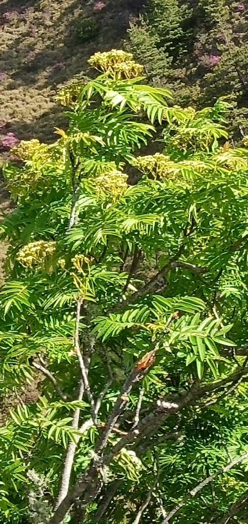 巒大花楸 巒大花楸