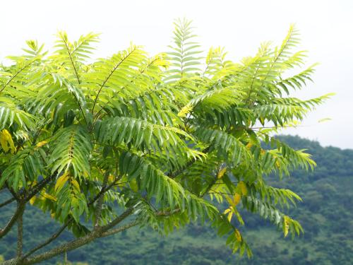 食茱萸