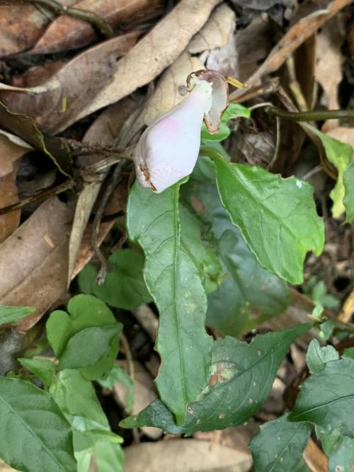 角桐草 角桐草