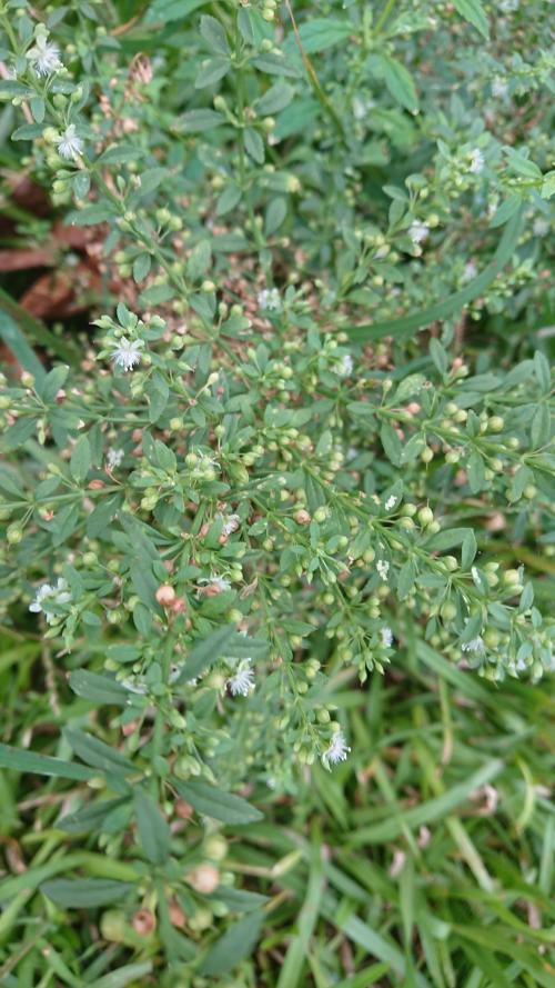 野甘草