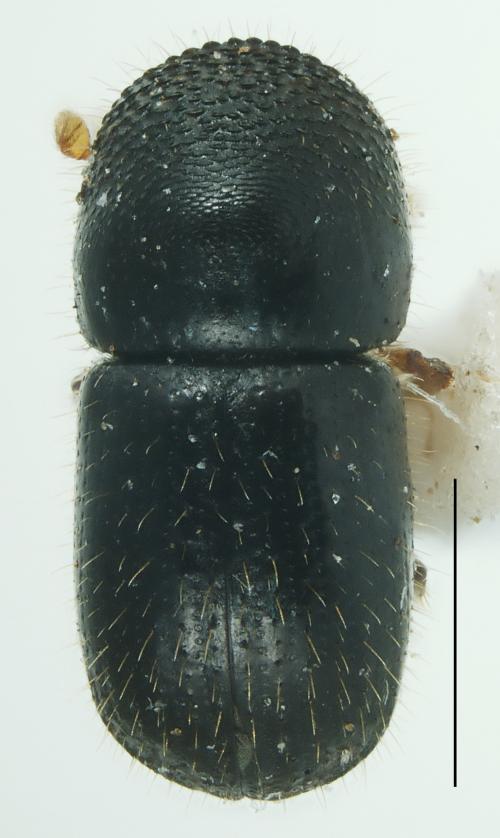 Euwallacea fornicatus (Eichhoff, 1868) Euwallacea fornicatus (Eichhoff, 1868)