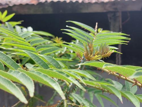 食茱萸