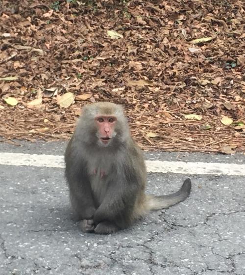 臺灣獼猴 臺灣獼猴