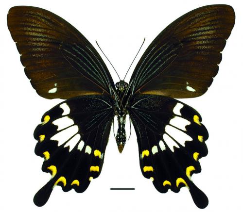 Papilio nephelus chaonulus Fruhstorfer, 1902 大白紋鳳蝶