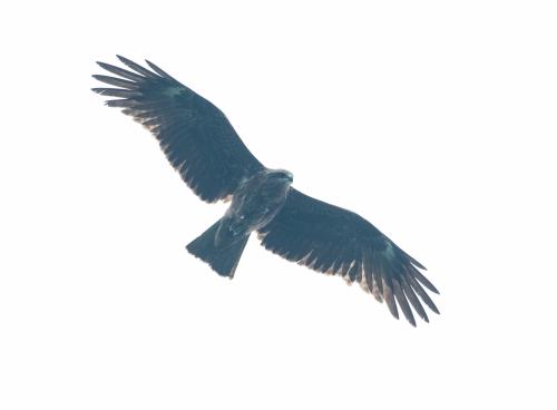 黑鳶 黑鳶