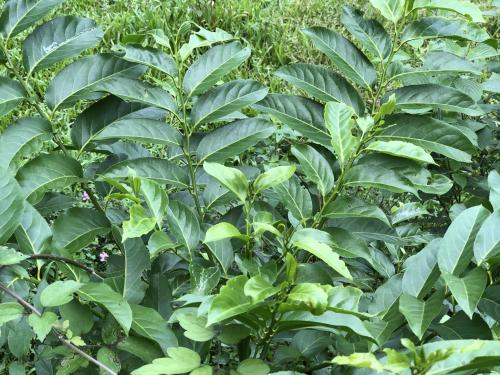球花嘉賜木 球花嘉賜木
