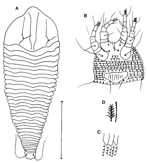 Tegonotus aegopodii (Liro), 1941 Tegonotus aegopodii (Liro), 1941