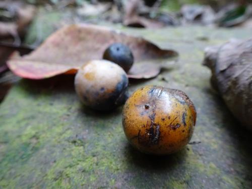 山紅柿 山紅柿