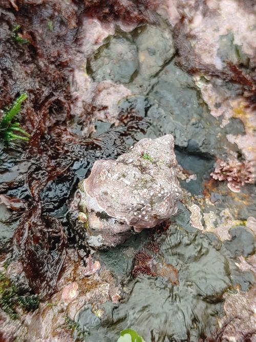 蚵岩螺