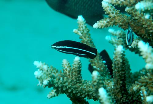 Labrichthys unilineatus@fishdb-media-9734 Labrichthys unilineatus@fishdb-media-9734