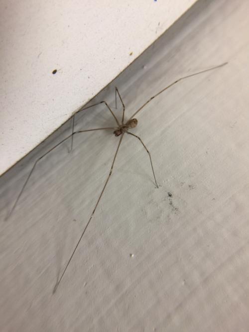 球腹環蛛 球腹環蛛