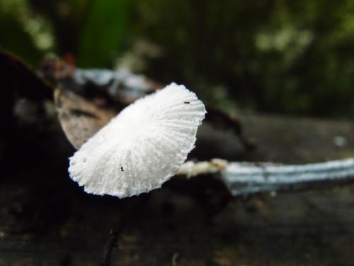 Lepiota cygnea(天鵝色環柄菇)