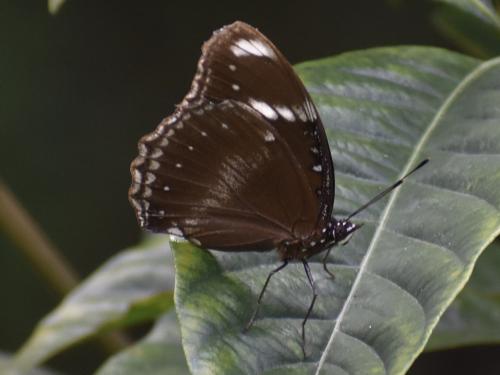 幻紫斑蛺蝶 幻紫斑蛺蝶