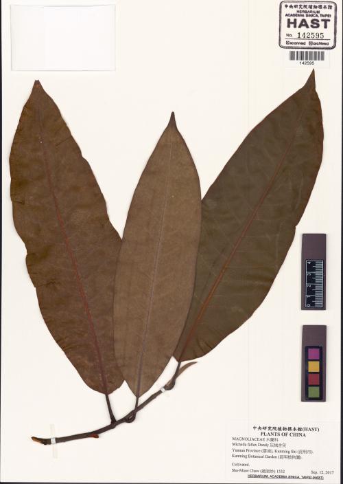 HAST 00142595