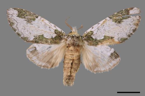Syntypistis comatus[白斑跨舟蛾][00058602]