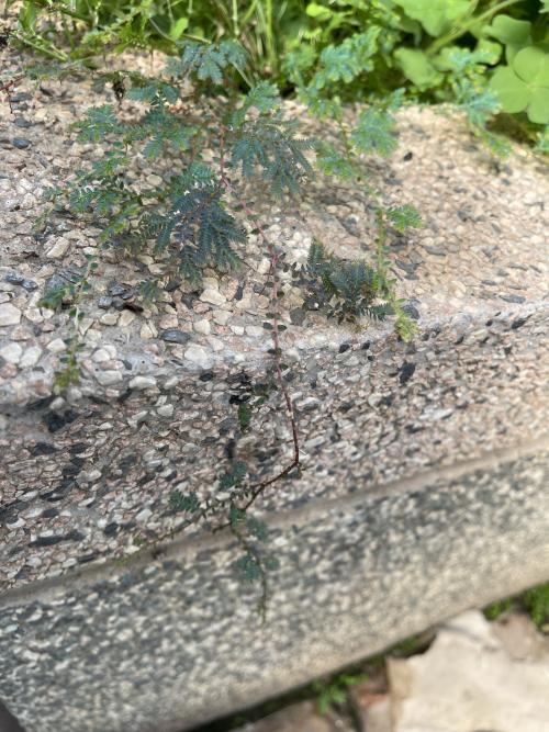 翠雲草 翠雲草