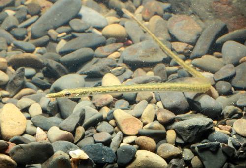 Microphis leiaspis@fishdb-media-12921 Microphis leiaspis@fishdb-media-12921