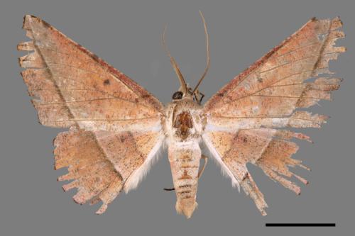 Sarcinodes mongaku[一線點沙尺蛾][00045644]