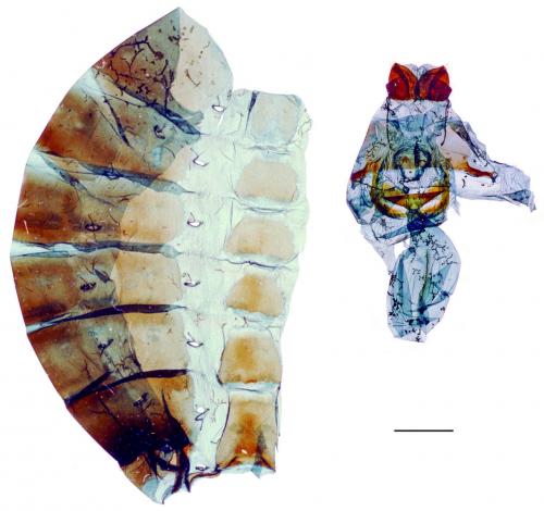 Papilio epycides melanoleucus Ney, 1911 黃星斑鳳蝶