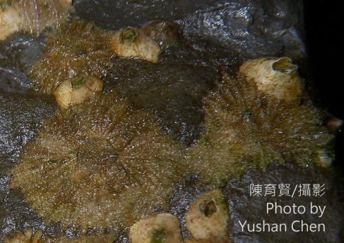 突角小笠藤壺 突角小笠藤壺
