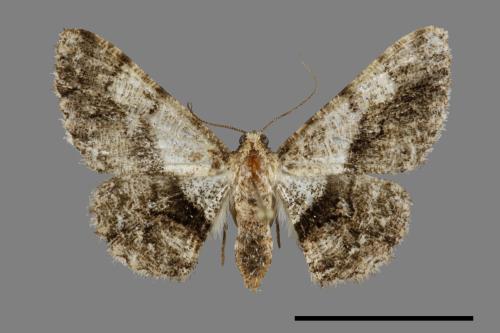 Satoblephara owadai[腹毛墨紋尺蛾][00091806]