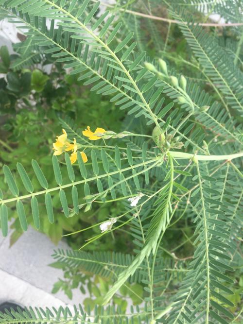 田菁