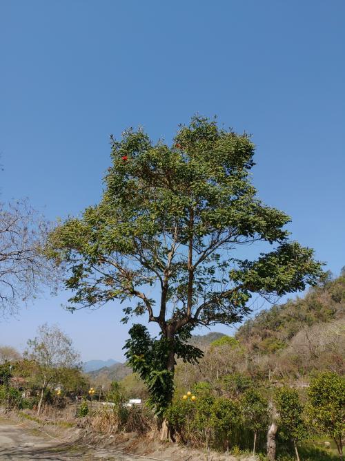 火焰樹