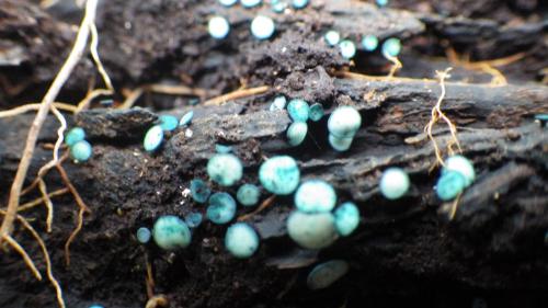 Chlorociboria aeruginosa(綠杯盤菌)