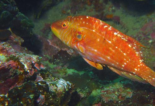 Pteragogus aurigarius@fishdb-media-6995