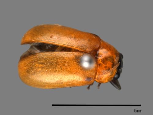 <已分類>Family：Chrysomelidae[金花蟲科][00082907]