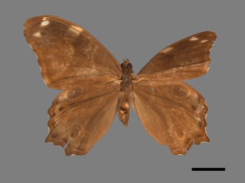Lethe rohria daemoniaca[波紋玉帶蔭蝶][00014049]
