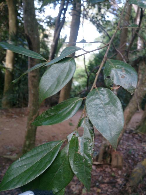 香葉樹