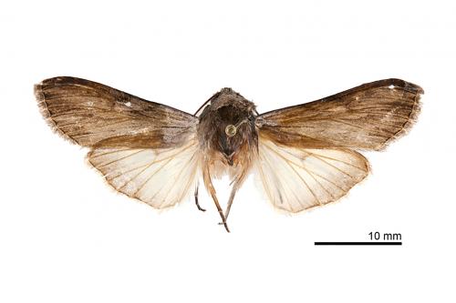 Cucullia pustulata_male