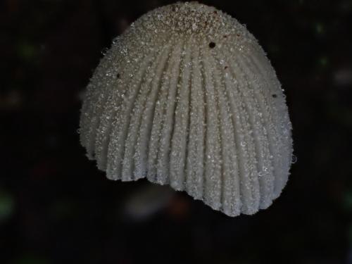 簇生鬼傘 簇生鬼傘