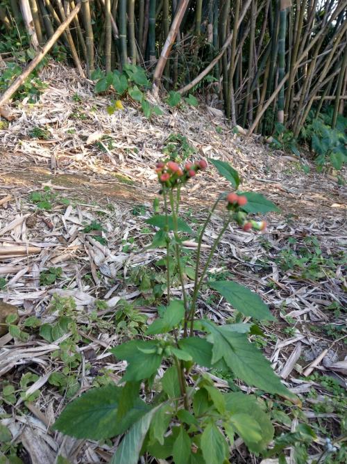 野茼蒿