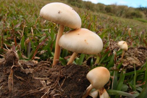 Psilocybe cubensis(古巴裸蓋菇)