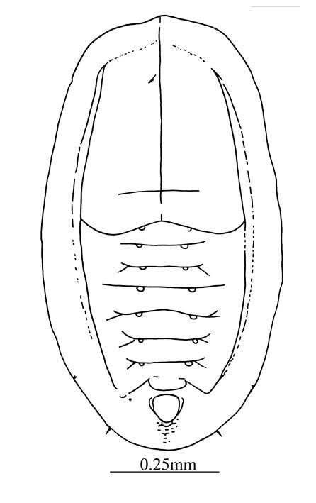 Tetraleurodes graminis  Takahashi, 1934