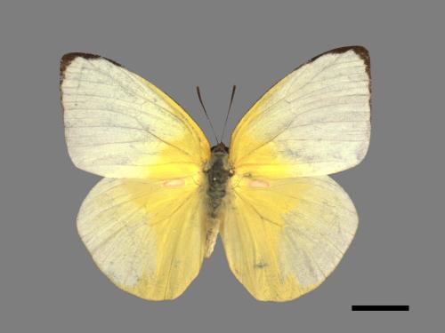 Catopsilia pomona[銀紋淡黃蝶][00015025]