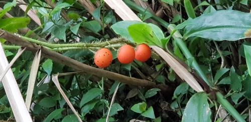 癲茄 癲茄