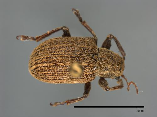 <已分類>Family：Chrysomelidae[金花蟲科][00080493]