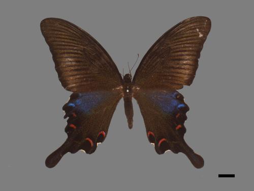 Papilio bianor thrasymedes[烏鴉鳳蝶][00013709]