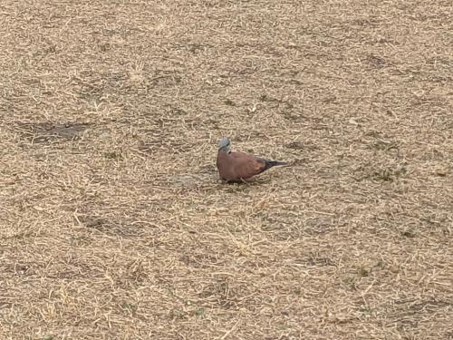 紅鳩 紅鳩