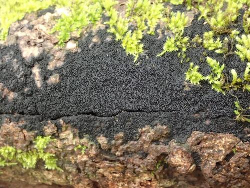 Chaetosphaerella phaeostroma(暗座小刺球殼菌) Chaetosphaerella phaeostroma(暗座小刺球殼菌)