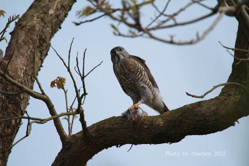 鳳頭蒼鷹吃大餐 鳳頭蒼鷹吃大餐