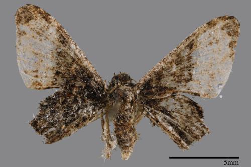 Monobolodes pernigrata[圓翅寬帶雙尾蛾][00051142]