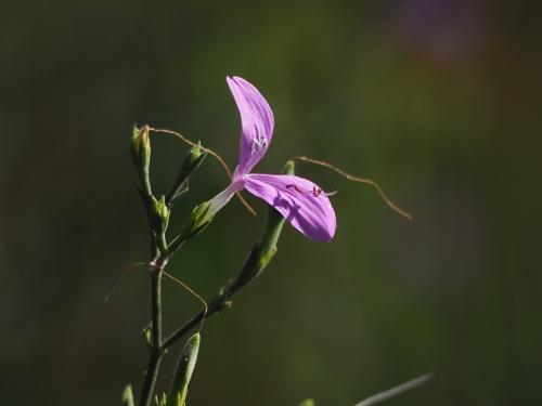 槍刀菜