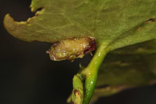 Elophila difflualis Snellen