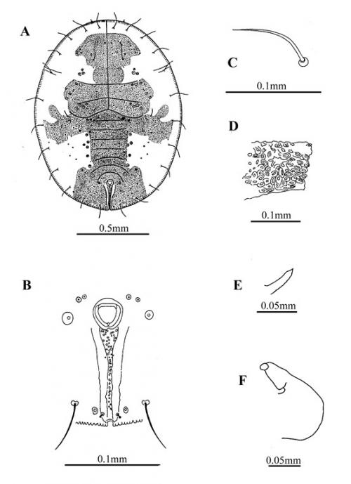 Singhiella chitinosa  (Takahashi, 1937)