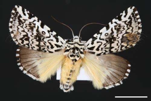 Trichosea diffusa[羝鑲夜蛾][00000149]